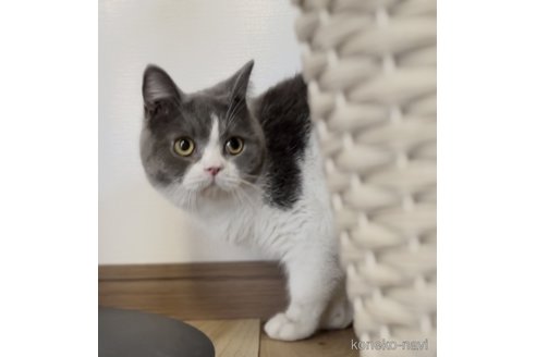 販売中の静岡県のブリティッシュショートヘア-112019の2枚目