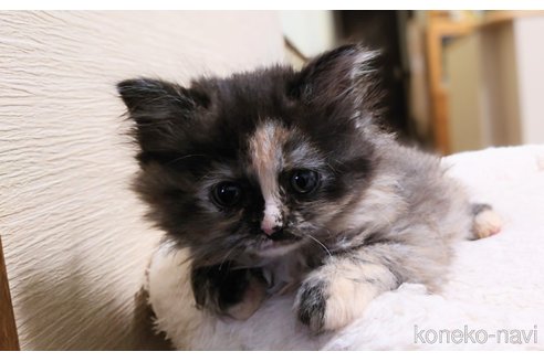 販売中の埼玉県のミヌエット-109752