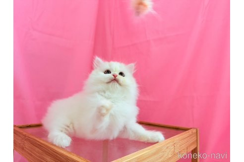 販売中の東京都のミヌエット-112032の4枚目