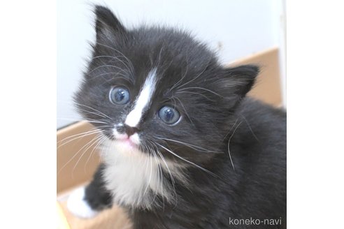 販売中の茨城県のノルウェージャンフォレストキャット-112037の2枚目