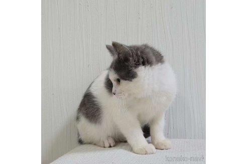 成約済の埼玉県のスコティッシュフォールド-112039の3枚目