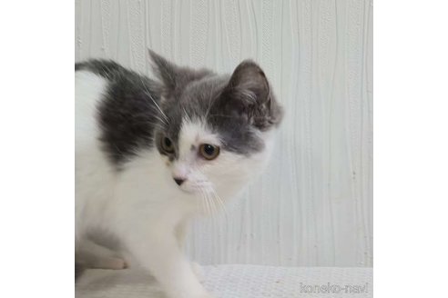 成約済の埼玉県のスコティッシュフォールド-112039の4枚目
