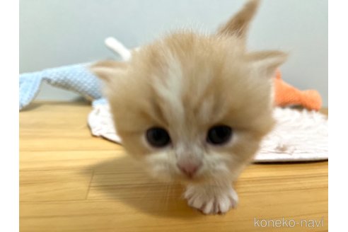 成約済の群馬県のミヌエット-112041の2枚目