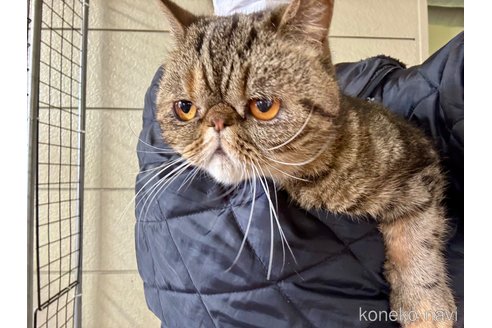 成約済の千葉県のエキゾチックショートヘア-82430の3枚目