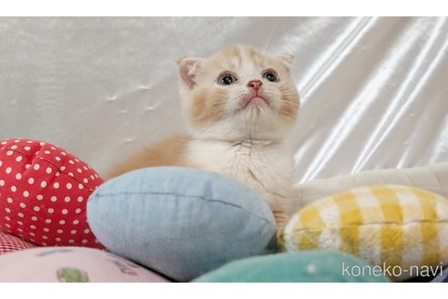 販売中の宮城県のスコティッシュフォールド-112045の4枚目