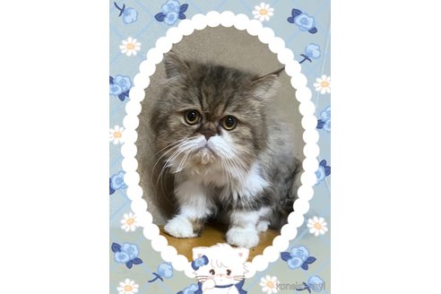 成約済の長野県のエキゾチックロングヘア-112051の5枚目