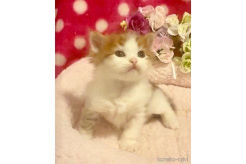 商談中の大阪府のサイベリアン-110786の2枚目