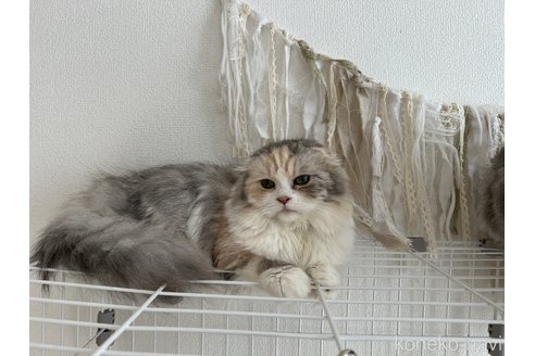 販売中の埼玉県のスコティッシュフォールド(折れ耳)-90799の2枚目