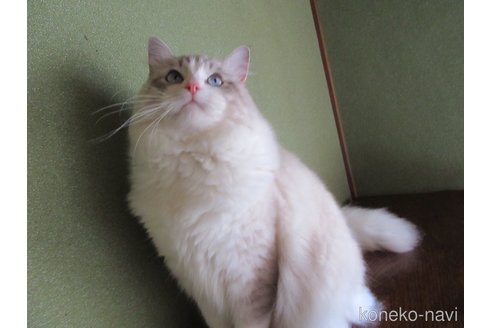 販売中の大分県のラグドール-100779の12枚目