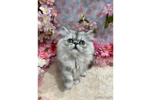 販売中の広島県のエキゾチックロングヘア-104434