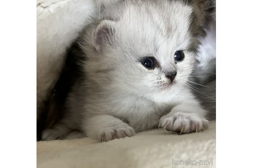 成約済の栃木県のペルシャ(チンチラ)-111379の3枚目