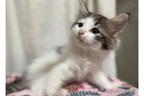 販売中の埼玉県のノルウェージャンフォレストキャット-112068の5枚目