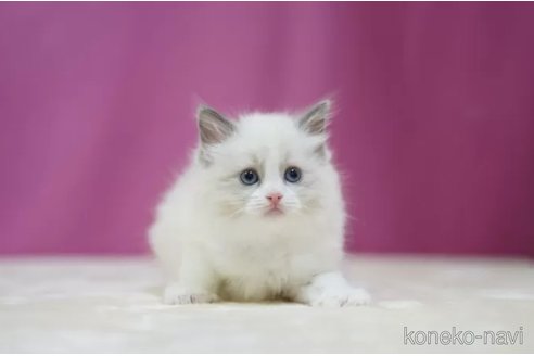 成約済の埼玉県のラグドール-112075の2枚目