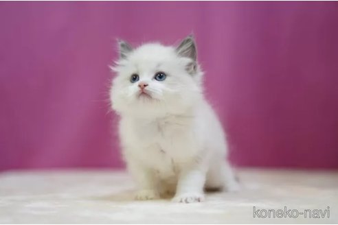 成約済の埼玉県のラグドール-112076の3枚目