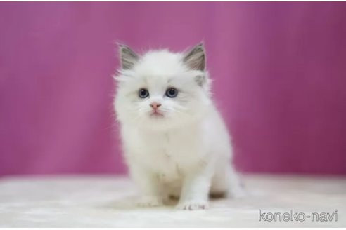 成約済の埼玉県のラグドール-112076の1枚目