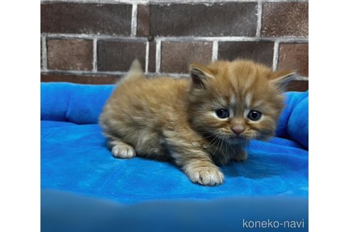 成約済の東京都のマンチカン(短足)-112084の4枚目
