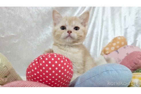 販売中の宮城県のスコティッシュフォールド-112088の7枚目