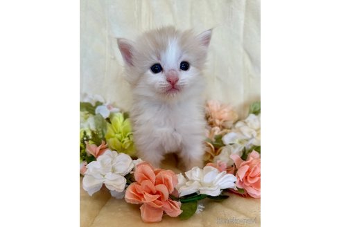 販売中の兵庫県のノルウェージャンフォレストキャット-112090の4枚目