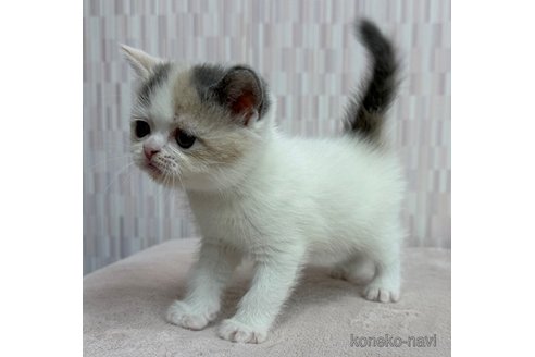 成約済の千葉県のエキゾチックショートヘア-112091の3枚目