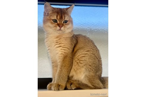 販売中の埼玉県のブリティッシュショートヘア-112050の8枚目