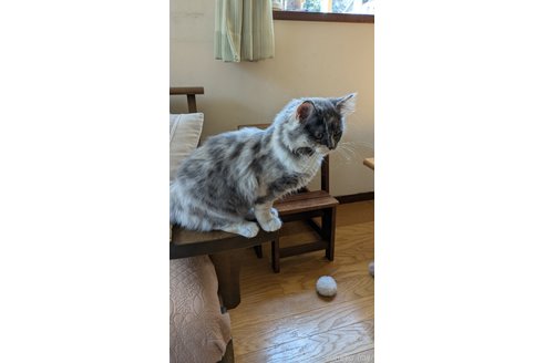 成約済の広島県のマンチカン-105343の3枚目