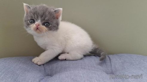 成約済の岐阜県のエキゾチックショートヘア-112107の6枚目