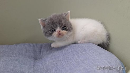 成約済の岐阜県のエキゾチックショートヘア-112107の5枚目
