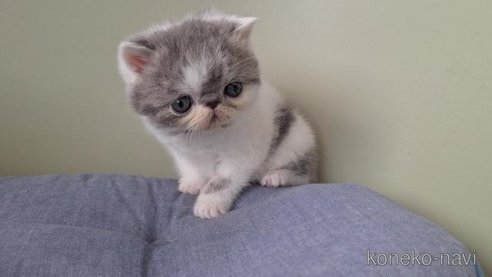 成約済の岐阜県のエキゾチックショートヘア-112110の2枚目