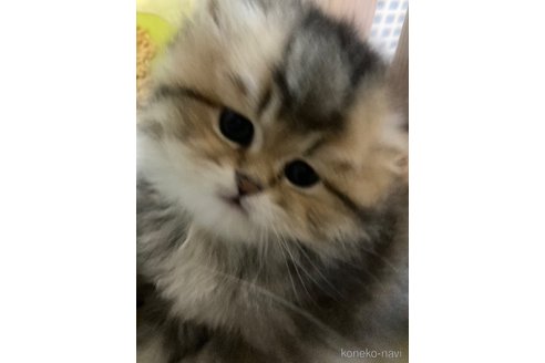 成約済の三重県のブリティッシュショートヘア-112113の5枚目
