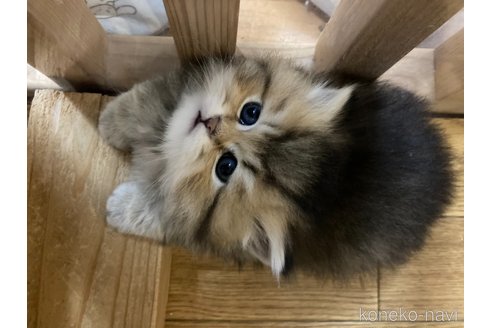 成約済の三重県のブリティッシュショートヘア-112113の4枚目