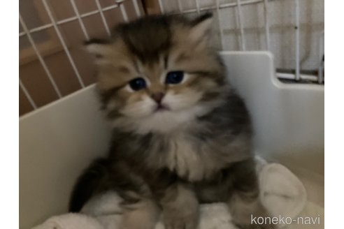 成約済の三重県のブリティッシュショートヘア-112113の12枚目