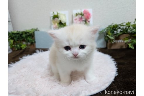 販売中の愛知県のミヌエット-112472の9枚目