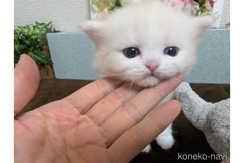販売中の愛知県のミヌエット-112472の7枚目