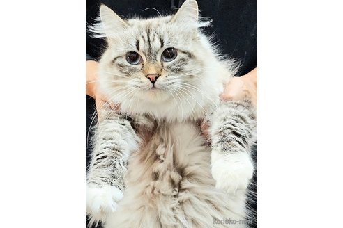レアちゃん1枚目