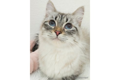 レアちゃん1枚目