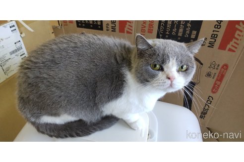 販売中の千葉県のブリティッシュショートヘア-112114の2枚目