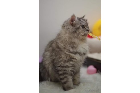 ナイアちゃん1枚目