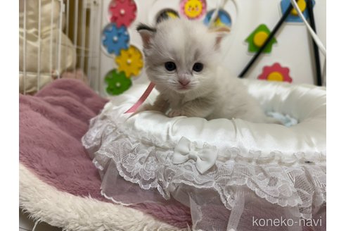 販売中の愛媛県のラグドール-112154