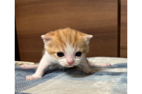 成約済の埼玉県のスコティッシュフォールド-110919の19枚目