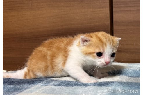 成約済の埼玉県のスコティッシュフォールド-110919の18枚目