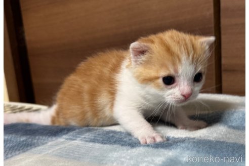 成約済の埼玉県のスコティッシュフォールド-110919の17枚目