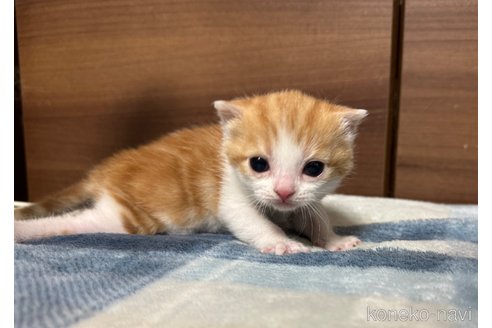 成約済の埼玉県のスコティッシュフォールド-110919の14枚目