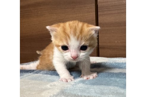 成約済の埼玉県のスコティッシュフォールド-110919の15枚目