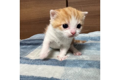 成約済の埼玉県のスコティッシュフォールド-110919の13枚目