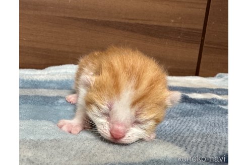 成約済の埼玉県のスコティッシュフォールド-112156の32枚目