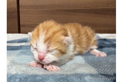 成約済の埼玉県のスコティッシュフォールド-112156の34枚目