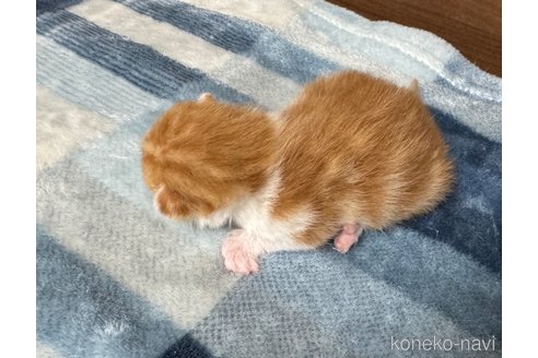 成約済の埼玉県のスコティッシュフォールド-112156の33枚目