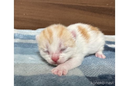 販売中の埼玉県のスコティッシュフォールド-112158の31枚目