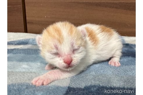 販売中の埼玉県のスコティッシュフォールド-112158の32枚目