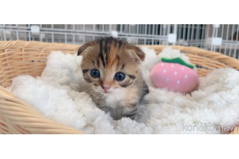 販売中の群馬県のスコティッシュフォールド(折れ耳)-111725の4枚目